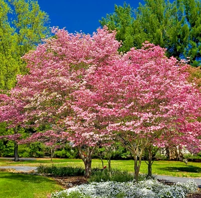 Розовый японский кизил пейзаж дерево - Cornus рубра - 12-18" высотой - 1 кварта горшок - Изображение 1 из 4