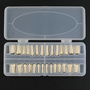 Kilgore Nissin 200 Typ Dental Modell Typodont 28 Stück Zähne Ersatz Einschrauben - Bild 1 von 13
