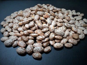 Bulk Dry Organic Pinto Beans, 10 Pound Box - Picture 1 of 3
