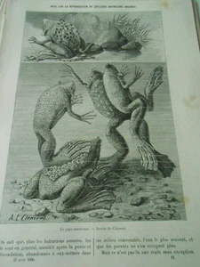 Note sur la Reproduction de Batraciens Le Pipa 1890 Gravure Print Article - Imagen 1 de 1