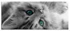 Süßes Katzenbaby Panorama Glasbild, inkl. Wandhalterung