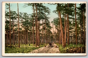 Postcard: Pine Woods, FL, Detroit Photographic Co., 8214, Divided Back, Unposted - Picture 1 of 2