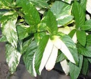 PEPPERMINT SEED, HEIRLOOM, NON GMO (500+) PEPPERMINT SEEDS, SPICE, HERB - Picture 1 of 1
