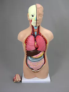 Unisex Torso 18" Tall 14 parts w/ Brain, Heart, Lungs, Liver, NEW - Picture 1 of 11