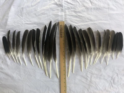 Two Dozen Gray Goose Wing Feathers Arrow Fletching Fly Tying Crafts - Image 1 of 4