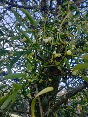 5 beautiful fresh mistletoe sprigs - grown on UK farm - christmas decoration