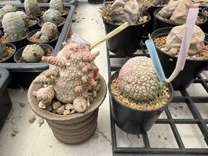 20 Seed Pseudolithos migiurtinus variegated Fresh New seeds - Picture 1 of 4