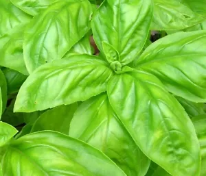 150 ITALIAN LARGE LEAF BASIL SEEDS FRESH HARVEST FOR GARDENS - Picture 1 of 1