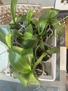 Phalaenopsis Equestris Mix - Foto 1 di 3