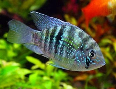 Blue Acara Cichlid 4pk Tank Bred And Raised - Image 1 of 4