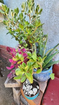 Planta de jade Crassula Ovata 15" de altura, envío, raíces desnudas. Foto 1 de 4