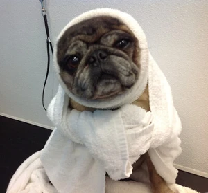 Happy Hoodie for dogs, small  - Picture 1 of 7