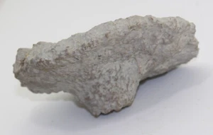 Schwamm, Cnemidiastrum rimulosum, Jura Oxford, Ebermannstadt, BRD -eb7259 - Picture 1 of 8