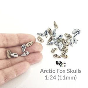 Miniature Fox Skulls (arctic fox) 1:24 Scale dollhouse diorama realistic replica - Picture 1 of 9