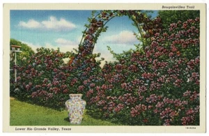 Bouganvillea Trail postcard Lower Rio Grande Valley, Texas linen tinted card - Picture 1 of 2