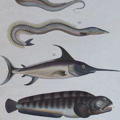 Fische Schwertfisch Enzyklopädische Bildtafel Naturgeschichte Kupferstich 19 Jhd - Bild 1 von 4