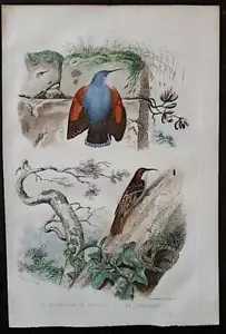 TRAVIES Gravure ancienne vers1840 Buffon Le grimpereau de muraille-le Grimpereau - Imagen 1 de 1