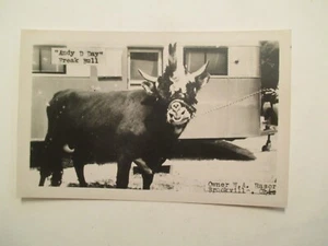 RPPC Brookville Ohio Postcard Andy D Day Freak Bull owner WA Rasor Real Photo MN - Picture 1 of 2