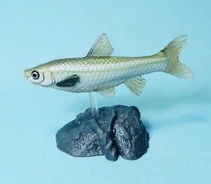 Yujin Süßwasserfisch in Farbe Teil 2 Biwa Moroko Gudgeon Fisch Figur US-Verkäufer - Bild 1 von 4