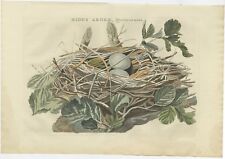Antique Bird Print of the Nest of a Black-Crowned Night Heron by Sepp &amp; Noze