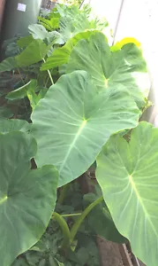 TARO - Giant Green, A Really Delicious & Vigorus Growing Variety - 1 Small Plant - Picture 1 of 8