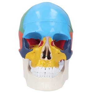 Human Skull Model Life Size 3 Part Colored Detachable Anatomy for Teaching - Bild 1 von 12