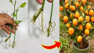 10x Blood Orange Plant Cuttings for Rooting Propagation Grafting Citrus Fruit - Picture 1 of 8