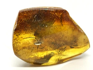AMBER PIECE With Insect Natural BALTIC AMBER Insects Inclusion Fossil 5,3g 19075 - Picture 1 of 20