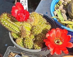 Chamalobivia Echinopsis ROUND Red flower hybrid rare cactus Cutling free gift - Picture 1 of 7