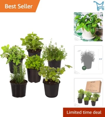 Herb Assortment Live Plants 6 Pack Indoor Outdoor Cooking Fragrant Fresh - Image 1 of 4