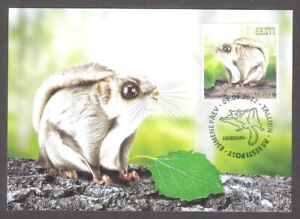 Estonian Fauna - Siberian flying squirrel Estonia 2022 stamp Maxicard Mi 1054