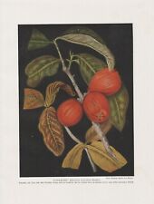 Javaapfel Syzygium samarangense Jambu-Früchte FARBDRUCK von 1912 Jambu air