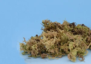 Grass vegetation Model material scene terrain landscape sand table soldier 150ml - Picture 1 of 6