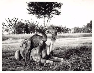 Pakistan - A camel and its cub - PHOTOGRAPH Size 12.5 cm x 10 cm - Publ. unknown - Picture 1 of 2