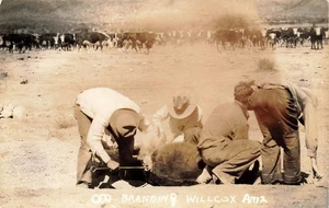 ARIZONA RPPC REAL PHOTO POSTCARD: COWBOY'S BRANDING A COW, WILLCOX, AZ - Picture 1 of 1