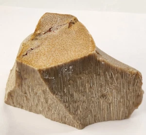 Petrified Wood Section - Unknown Age and Locality - Likely Texas - Picture 1 of 10