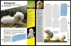 Bolognese - Routine - Dogs Of The World Atlas Fact File Card - Picture 1 of 1