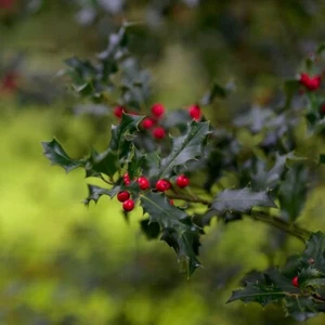 Agrifoglio di Meserva Blue Princess 1L - Simboleggia il prossimo Natale - Foto 1 di 7