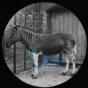 A QUAGGA LONDON ZOO C1878 Magic Lantern Slide VICTORIAN PHOTOGRAPH EXTINCT - Picture 1 of 5