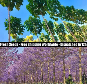 Paulownia 100 / 100 000 Seeds Tomentosa Z07 9501 9502 Elongata ShanTong Fortunei - Imagen 1 de 8