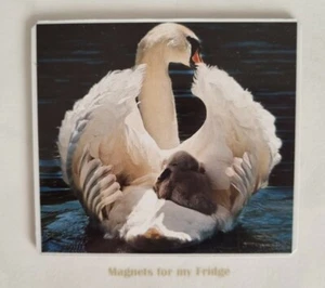 SWAN w BABY (CYGNET) PHOTO FRIDGE MAGNET - M256 F - Bild 1 von 1