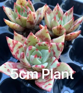 Succulent Echeveria Blood Romeo x Strictiflora (50mm) - Picture 1 of 2