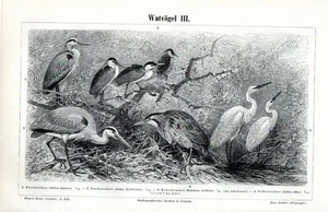 1895 = TRAMPOLINVÖGEL = Ornithologie = Antiker Druck = Old PRINT  - Bild 1 von 2