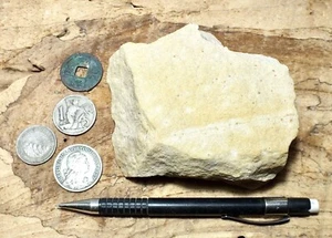 sandstone - arkosic fine grained Miocene sandstone - hand/display specimen - Imagen 1 de 7