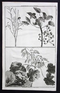 Almond Tree Botanical Print Botany Engraving 1718 - Picture 1 of 1