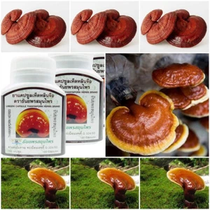 2x LINGZHI REISHI GANODERMA LUCIDUM KAPSELN SUPERFOOD KRAUT JÜNGERE HAUT. - Bild 1 von 4