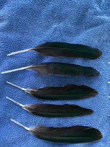 5 plumas de vuelo de pato. - Imagen 1 de 2