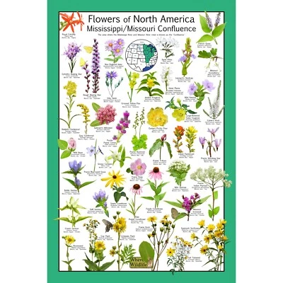 Póster de la confluencia Native Flowers of North America Missouri/Misisippi Foto 1 de 4