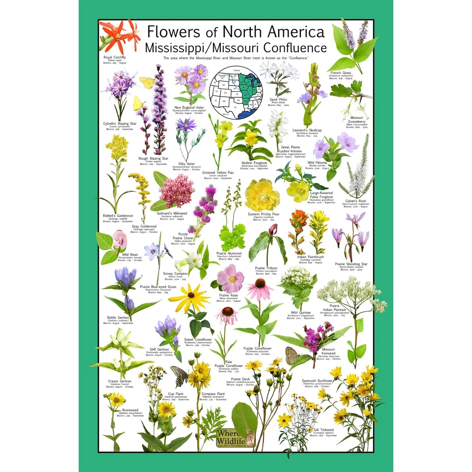 Póster de la confluencia Native Flowers of North America Missouri/Misisippi Foto 1 de 4