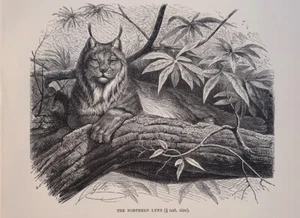 1894 Piccola Stampa Antica = LINCE SETTENTRIONALE = Mammiferi Felini = Old Print - Bild 1 von 1